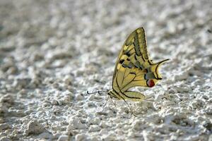 Amazing colorful butterfly sitting on the white wall, blurred background with copy space photo
