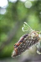 Beautiful small bug sitting on the flower head. Vertical view photo