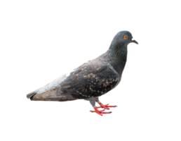 Single wild pigeon standing isolated with clipping path in png file format.