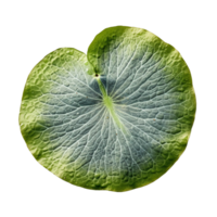 Lily pad isolated on transparent background, created with png