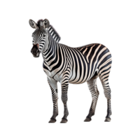 zebra isolado em transparente fundo, criada com generativo ai png