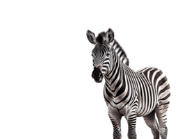 zebra isolado em transparente fundo, criada com generativo ai png