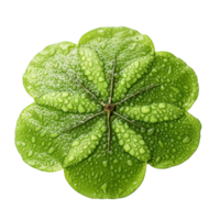 Lily pad isolated on transparent background, created with png