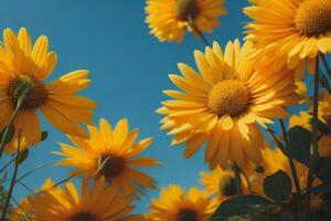 Beautiful yellow daisy flowers on blue sky background. Selective focus. photo