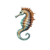 Sea horse isolated on transparent background, created with png