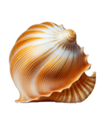 Seashell on transparent background, created with png