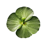 Lily pad isolated on transparent background, created with generative AI png