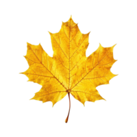 Yellow maple leaf isolated on transparent background, created with png