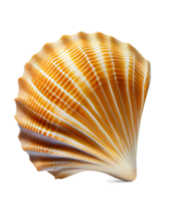 Seashell on transparent background, created with png