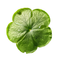 Lily pad isolated on transparent background, created with generative AI png