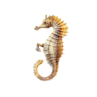 Sea horse isolated on transparent background, created with png