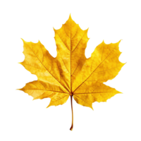 Yellow maple leaf isolated on transparent background, created with png