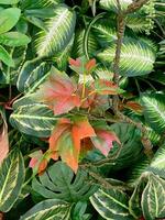 Beautiful Artificial Aglaonema Plants Background photo