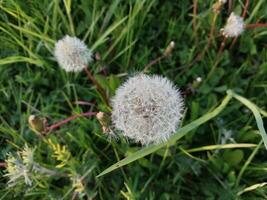 Spring flowers in the garden photo