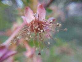 Spring flowers in the garden photo