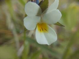 Spring flowers in the garden photo