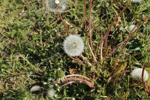 Spring flowers in the garden photo