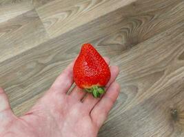 Fresh spring red large strawberry photo