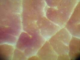 microscópico fotografía de biológico objetos foto