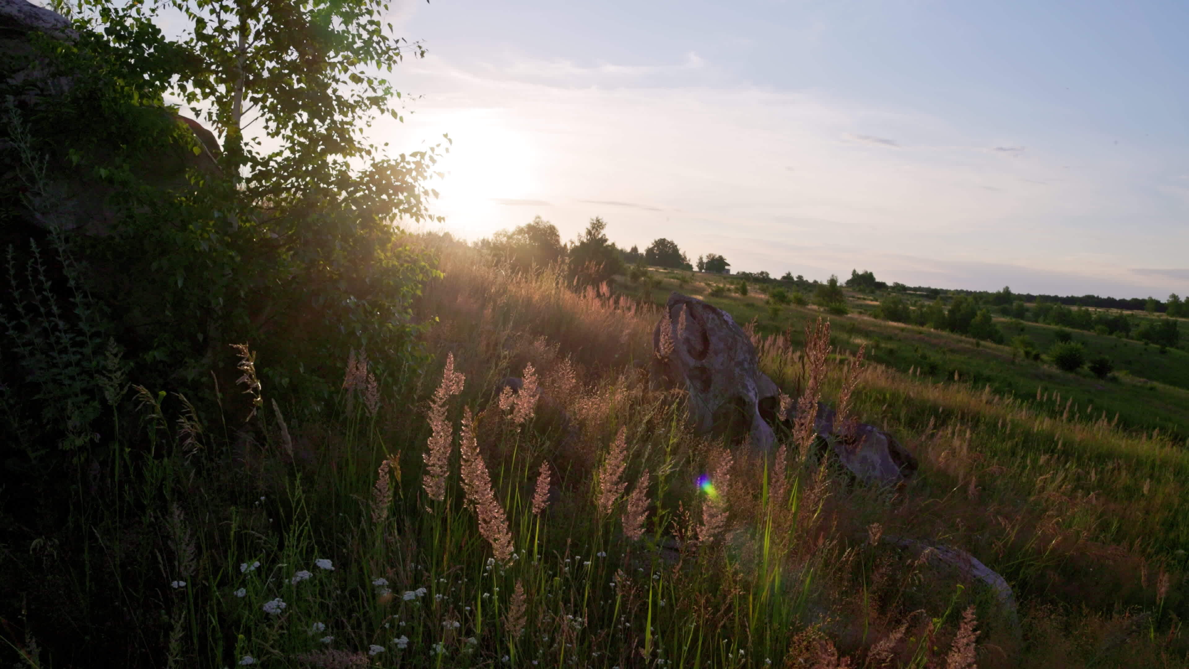 dry Melinis minutiflora, the meadow molasses grass in field at evening
