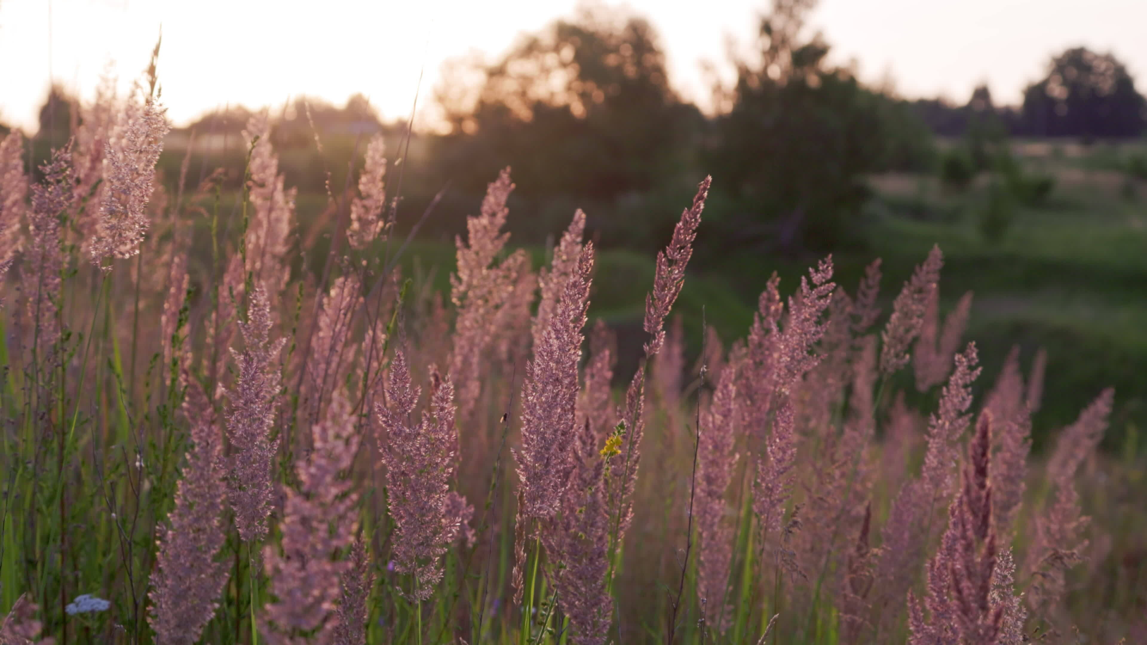 dry Melinis minutiflora, the meadow molasses grass in field at evening summer light 24733230
