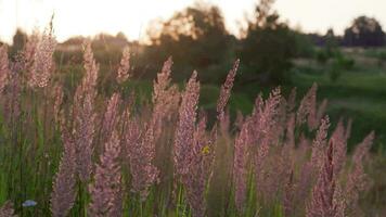 dry Melinis minutiflora, the meadow molasses grass in field at evening summer light video