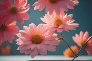 Pink daisies on a blue background. Selective focus. photo