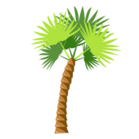 dekorativ Palme Bäume Symbole png