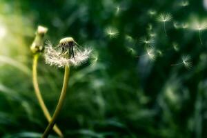 natural background with dandelion photo