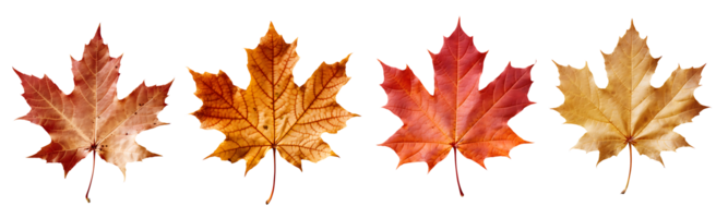 Set of red and yellow maple leaves isolated on transparent background, aerial view, Technology png