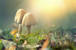 Autumn scene with mushrooms photo