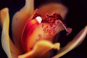 Lily flower close-up photo