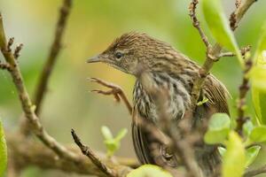 North Island Fernbird of New Zealand photo