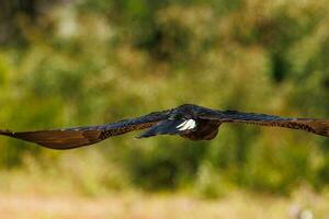 Carnaby's Black Cockatoo in Australia photo