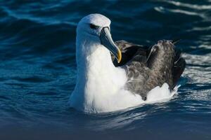 de capa blanca mollymawk albatros foto