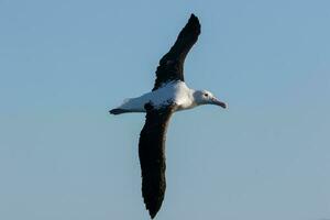 Northern Royal Albatross photo