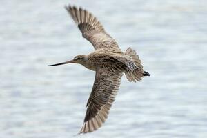 Bar-tailed Godwit in Australasia photo