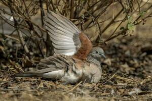 Peaceful Dove in Australia photo