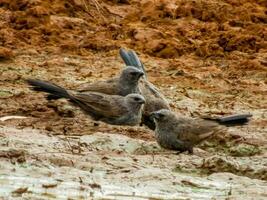 pájaro apóstol en Australia foto