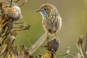 Southern Emu-wren in Australia photo