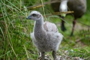 Cape Barren Goose in Australia photo