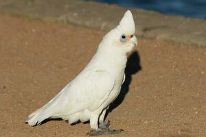 Little Corella in Australia photo