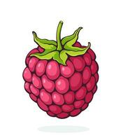 Cartoon illustration of raspberry fruit with stem. Healthy diet and vegetarian food vector