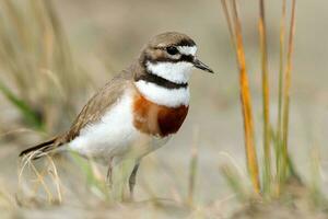 Double-banded Dotterel in New Zealand photo