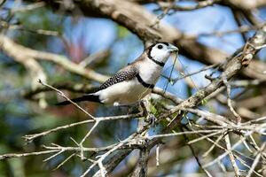 Double-barred Finch in Australia photo