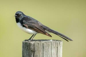 Willy Wagtail in Australia photo