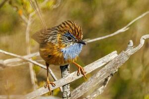 Southern Emu-wren in Australia photo