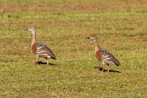 Plumed Whistling Duck photo