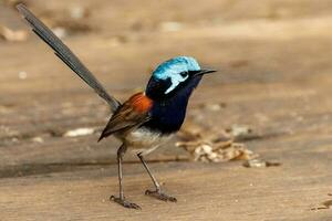Red-winged Fairywren in Australia photo