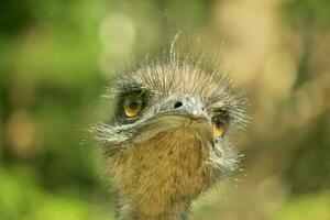 emú endémico pájaro de Australia foto